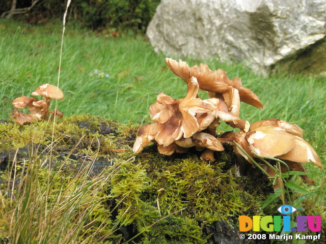 JT00841 Mushrooms near car park